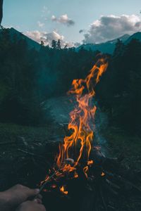 Close-up of campfire in forest