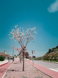 Trees on field against blue sky