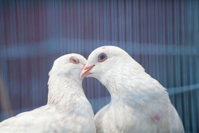 Close-up of white dove kissing in cage