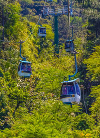 Overhead cable car in forest