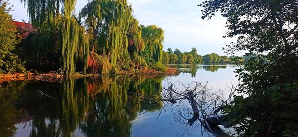 Scenic view of lake in forest against sky