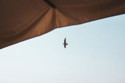 Low angle view of bird flying