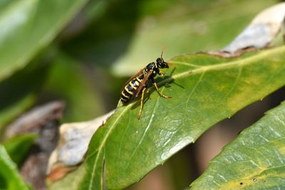 Close-up of insect on leaf