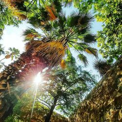 Low angle view of palm trees against sky