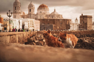 View of a building against the sky with cats in the front