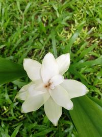 Close-up of white flowering plant on field