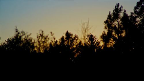 Silhouette trees against clear sky during sunset