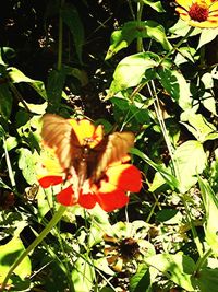 Close-up of butterfly on flower