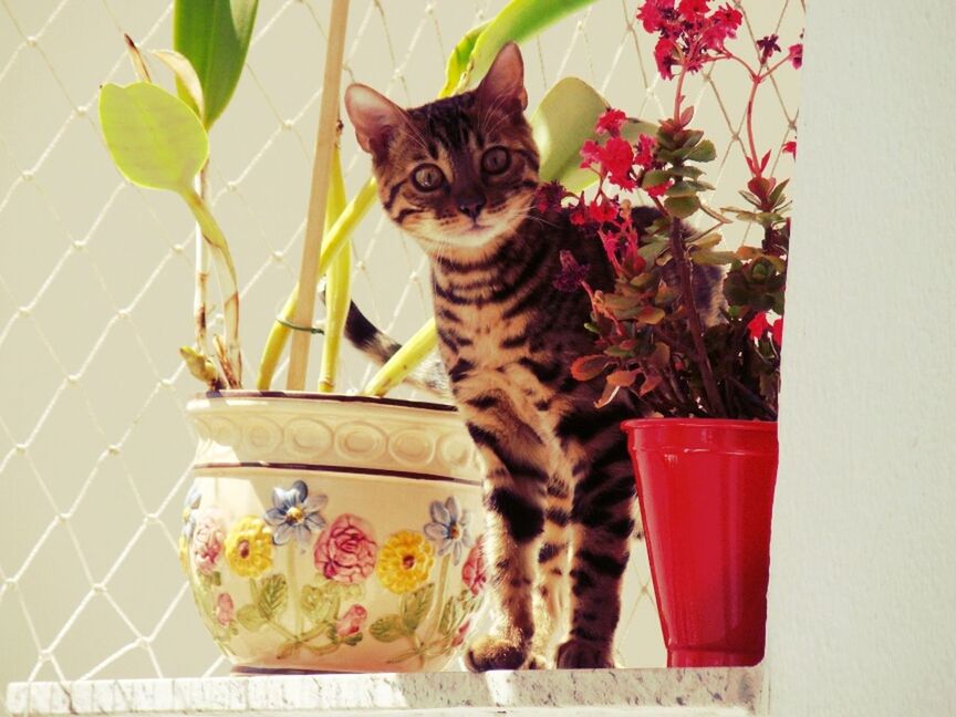 pets, domestic animals, domestic cat, animal themes, one animal, cat, mammal, feline, sitting, potted plant, portrait, looking at camera, flower, plant, indoors, full length, relaxation, red, wall - building feature, no people