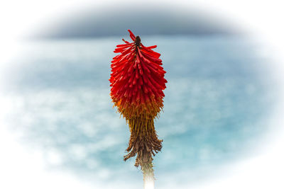 Close-up of red flowering plant against sky