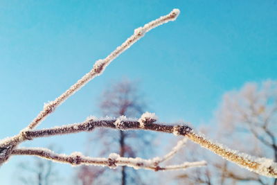 Low angle view of branches against blue sky