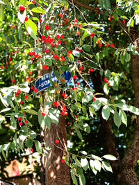 Close-up of red berries growing on tree