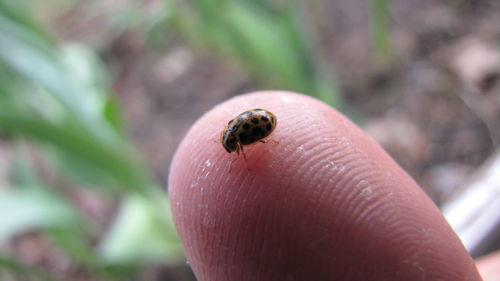 Close-up of insect