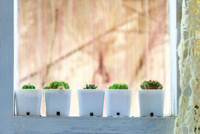 Potted plants on window sill