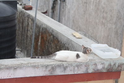 Cat sleeping on wall