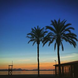 Palm trees at sunset