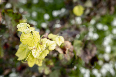 Close-up of yellow flowering plant