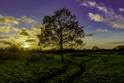 Trees on field against sky during sunset