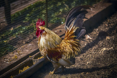 Kate walik chicken is a type of ornamental chicken originating from indonesia