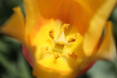 Close-up of yellow flowering plant