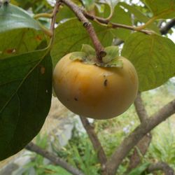 Close-up of apple growing on tree