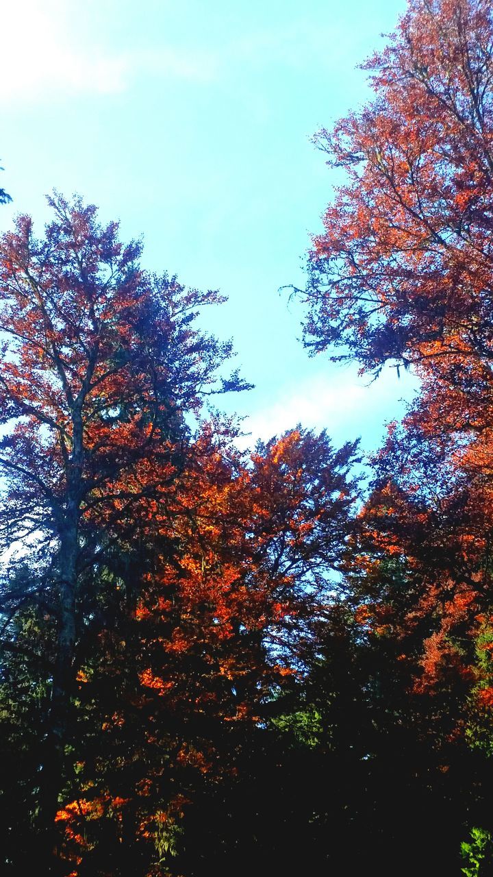 tree, low angle view, nature, beauty in nature, tranquility, growth, tranquil scene, sky, no people, scenics, outdoors, autumn, day, forest, branch