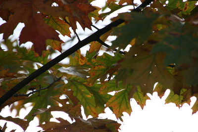 Low angle view of maple tree