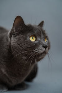 Close-up of a cat looking away