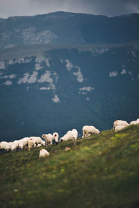 Sheep grazing on landscape by lake