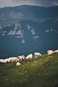 Flock of sheep grazing on grassy field