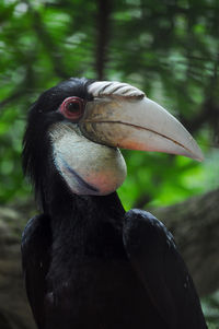 In this photo there is a golden eagle from sulawesi, indonesia. the bird is seen perched on a tree