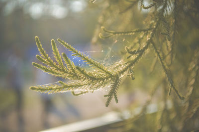 Close-up of snow on plant