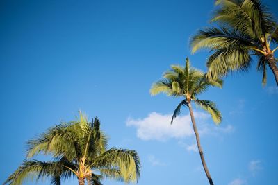 Low angle view of palm trees against blue sky