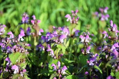 Close-up of insect on purple flowering plant