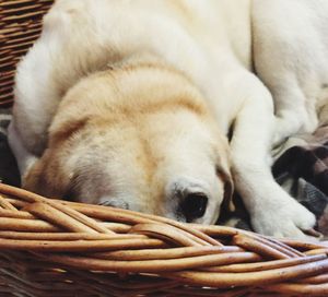 Close-up of dog in basket