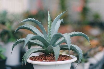 Close-up of potted plant