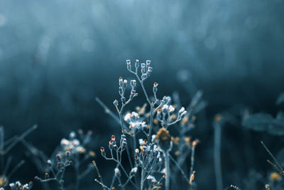 Close-up of wilted plant during winter