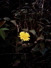 Close-up of yellow flowering plant