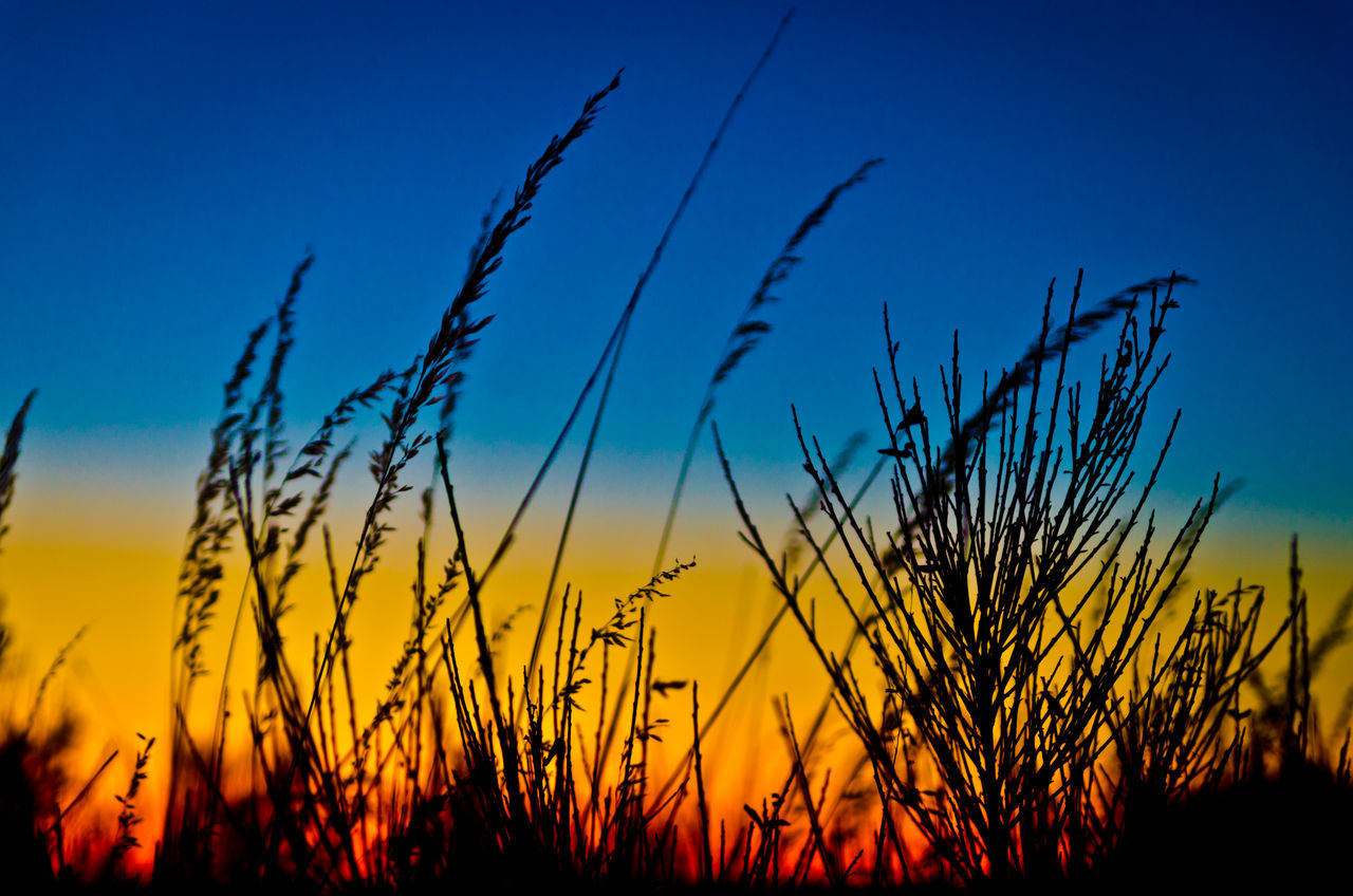sunset, nature, growth, clear sky, silhouette, beauty in nature, plant, sky, tranquil scene, tranquility, outdoors, scenics, no people, grass, close-up, timothy grass, day