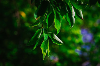 Close-up of flowering plant