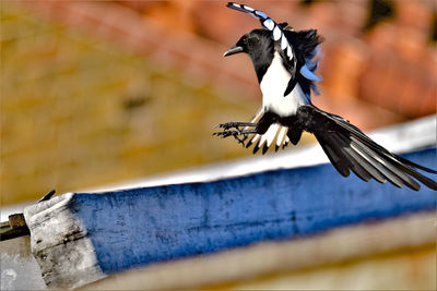 Low angle view of bird flying