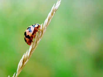 Close-up of ladybug on plant