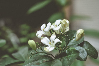 Close-up of flowering plant