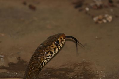 Close-up of butterfly