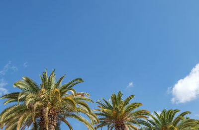 Low angle view of palm trees against blue sky