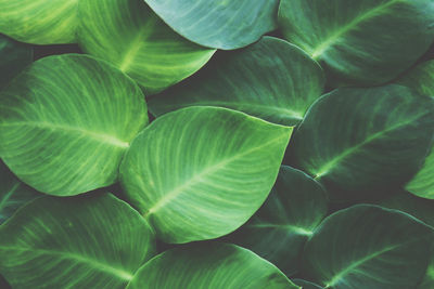 Large heart shaped leaves of rhaphidophora hayi, shingle plant natural pattern background