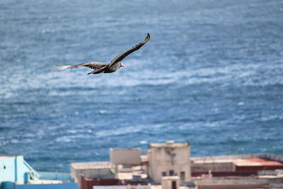 Seagulls flying over sea