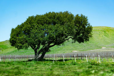 Tree on field against clear sky