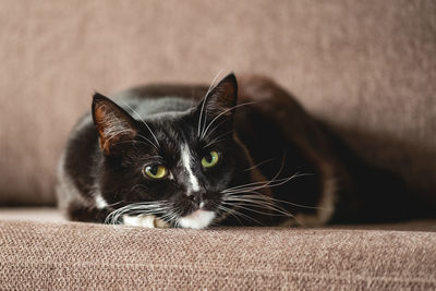 Portrait of cat relaxing on sofa