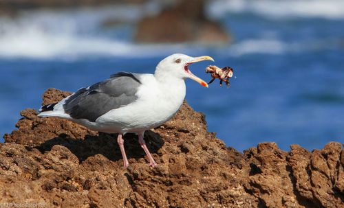 Close-up of seagull perching on beach against sky